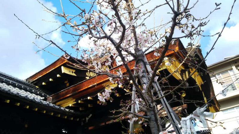 瀧尾神社の境内の桜