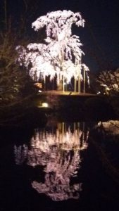 20160331東寺夜桜ライトアップ。