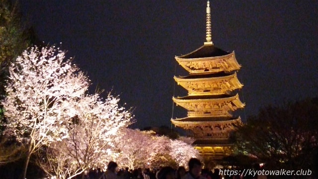 201604東寺夜桜