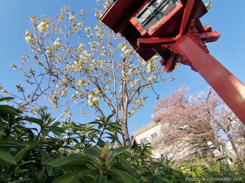 六孫王神社の桜 20220409