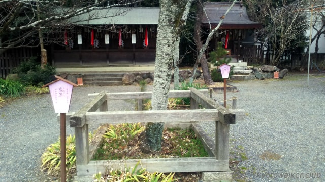 平野神社 桜「衣笠」