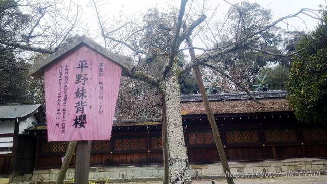 平野神社 桜「平野妹背櫻」
