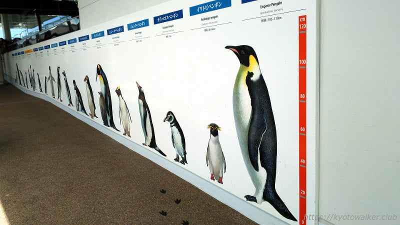 京都水族館ペンギンゾーン