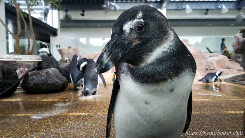 京都水族館 ペンギン